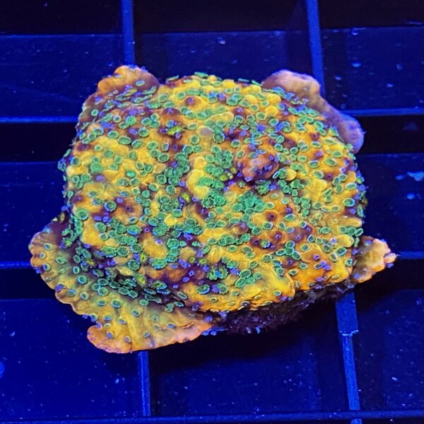 Montipora Gold rush WYSIWYG