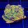 Montipora Gold rush WYSIWYG