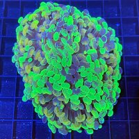 Euphyllia paradivisa Toxic Splatter WYSIWYG