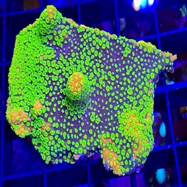 Montipora Sunset WYSIWYG