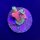 Acropora Millepora Rainbow WYSIWYG
