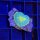 Discosoma SP. WYSIWYG