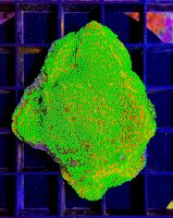 Montipora Sunset WYSIWYG