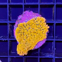 Montipora Ph&ouml;nix Rainbow WYSIWYG